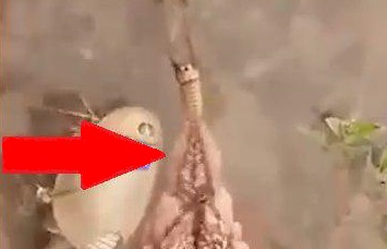 ماجرای موجود عجیب هامون