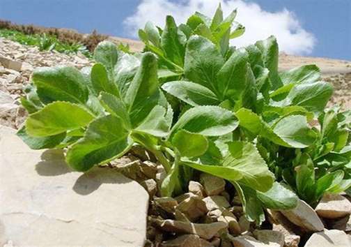 آخرین اخبار از امداد رسانی به مناطق سیل&zwnj;زده/دکل&zwnj;های نفتی هورالعظیم در محاصره آب/دستگیری عامل شهادت مامور پلیس در خاش/ماجرای دستگیری زن داعشی در مرز بازرگان