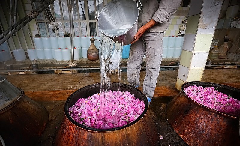 نخستین جشنواره گلابگیری در زابل دوم اردیبهشت برگزار می&zwnj;شود