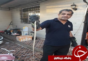 مشاهده یک حلقه مار بالغ در منزل مسکونی مشاهده یک حلقه مار بالغ در منزل مسکونی