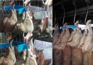 حداکثر قیمت گوشت گوسفندی مرغوب ۸۰ هزار تومان