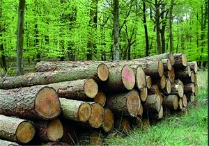 کشف ۱۴ تن چوب قاچاق در ملایر