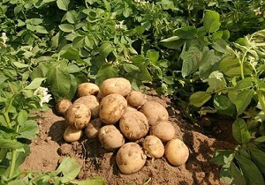 برداشت سیب زمینی در هرمزگان آغاز شد