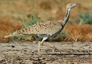 عمل جراحی بر روی یک هوبَره آسیایی