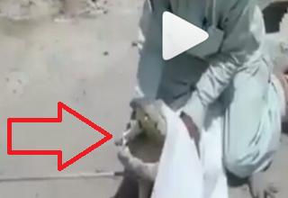 لحظه به دام انداختن تمساح عظیم الجثه در چابهار + فیلم