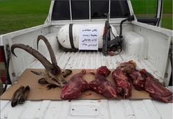 شکارچی متخلف کل وحشی در ثلاث باباجانی دستگیر شد