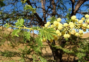 گلدهی گونه جنگلی تج در سیریک