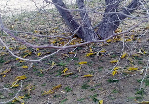 مبارزه با ملخ صحرایی درسیستان و بلوچستان به ۱۱ هزار هکتار رسید
