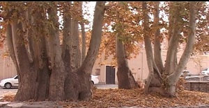 چنار کهنسال در دلِ میراث طبیعی