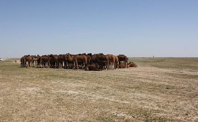نجات دامداران گمشده در جازموریان