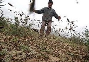 هجوم ملخ‌های پرنده عربستانی به ایران + فیلم