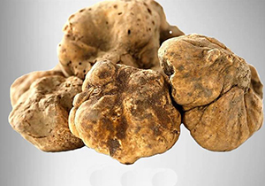 خواص تغذیه‌ای و شرایط صحیح نگهداری قارچ دنبلان چیست؟