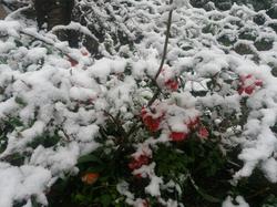 کاهش محسوس دما در زنجان، هشدار هواشناسی زنجان به باغداران وکشاورزان