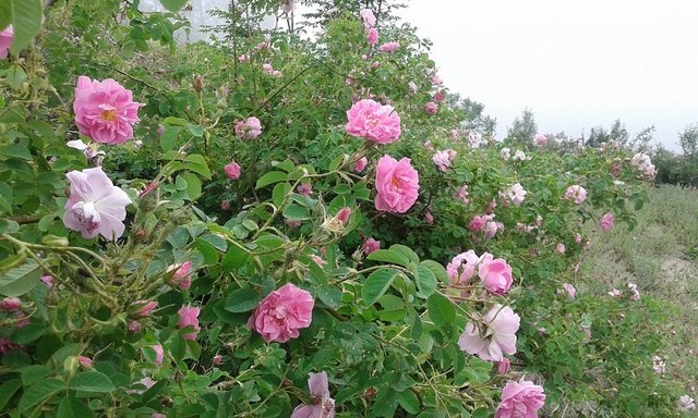 افزایش ۷۰ درصدی سطح زیر کشت گل محمدی در خراسان شمالی