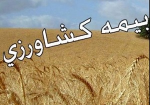 بیش از ۱۱۱ هزار هکتار اراضی کشاورزی در کردستان بیمه است