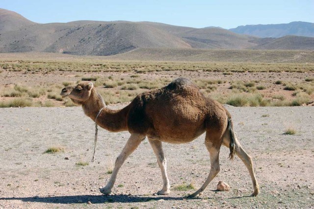 شتر&zwnj;های خمره پوش؛ ترفند &laquo;نادر&raquo; برای فتح هند