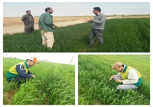 بازدید روزانه ۳۳ اکیپ پایش عوامل خسارت محصولات کشاورزی در قزوین