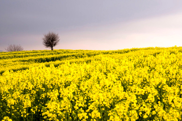 آسیب ۳۰ درصدی بیش از ۵۰ هزار هکتار از مزارع گندم و کلزای استان گلستان