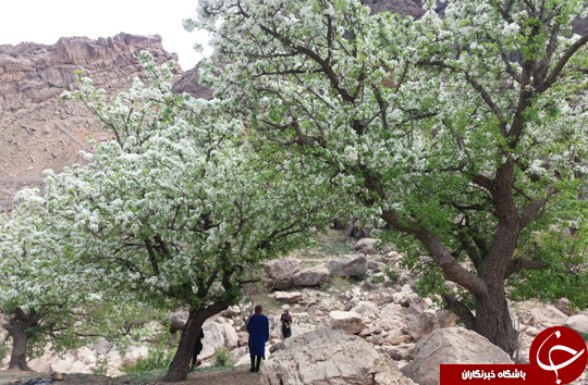 پیرغار یادگار دوران مشروطیت پذیرای گردشگران نوروزی