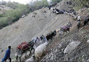 ایلراه&zwnj;های عشایری برای کوچ بهاره آماده&lrm;سازی می&zwnj;شود