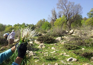 برداشت هرگونه گیاه دارویی در فارس ممنوع است/برخورد قضایی با متخلفان