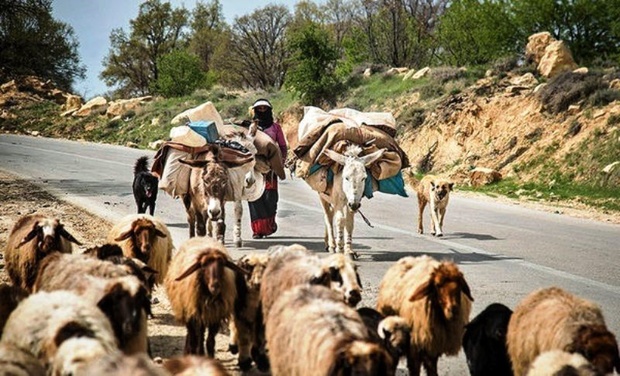 عبور احشام از داخل تونل باعث ایجاد خطر می‌شود