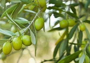 آغاز طرح پیوند درختان زیتون در استان سمنان