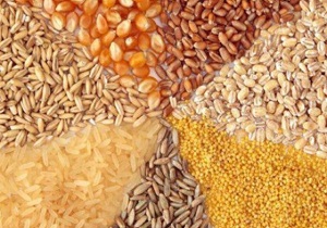 تولید نهاده های دامی در مهدیشهر