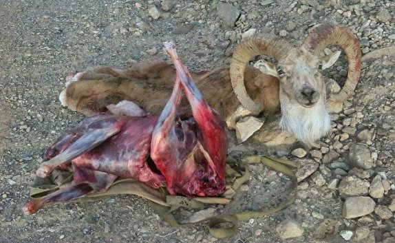 کشف لاشه یک راس قوچ وحشی در منطقه شکارممنوع شیربند