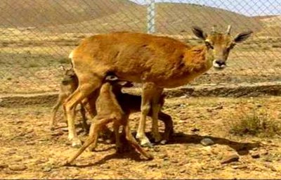 هیچ مجوز شکاری در زمان زاد و ولد حیات وحش صادر نمی&zwnj;شود/ جریمه ۱۰۰ میلیونی در انتظار شکارچیان متخلف