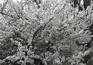 شکوفه‌های بهاری درختان در منطقه شناط + فیلم