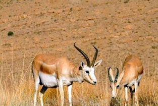 در ایام نوروز مناطق حفاظت شده استان اصفهان پذیرای گردشگران خواهدبود