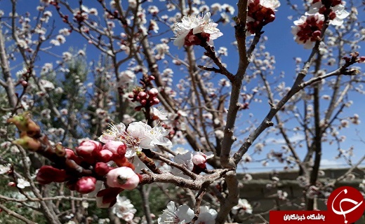 روستای باجگان بافق با جشنواره نوروزی میزبان مسافران است