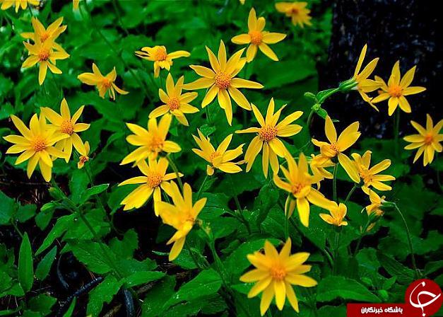 /معرفی گیاه آرنیکا و خواص درمانی حیرت انگیز آن