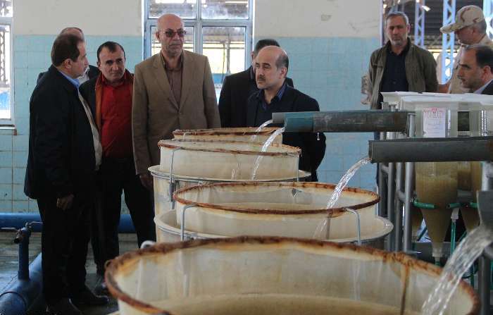 تولید ۴۷۵ هزار تن بچه ماهی گونه‌های گرم‌آبی و سردآبی در کشور