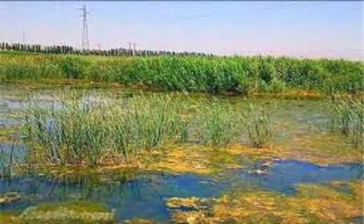 تالاب بیشه دالان، جاذبه زیبای گردشگری در استان لرستان+تصاویر