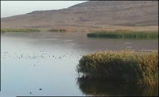 تالاب بیشه دالان، جاذبه زیبای گردشگری در استان لرستان+تصاویر