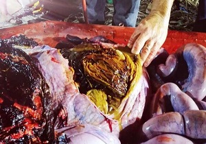فاجعه زیست محیطی که با کالبدشکافی معده یک نهنگ برملا شد + فیلم