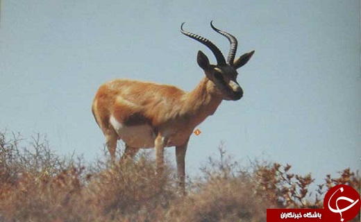 جشنواره نوروزگاه فرصتی برای معرفی ابرکوه به گردشگران+تصاویر