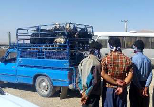 کشف ۴۲ راس دام قاچاق در میناب
