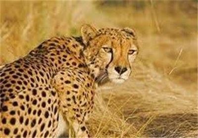 پلنگی که علاقه‌ای به عکس گرفتن ندارد /حمله پلنگ به یک چوپان روستایی