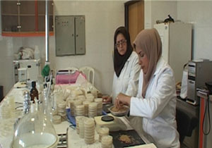 اجرای ۱۱۰ طرح تحقیقاتی کشاورزی پارسال در مازندران