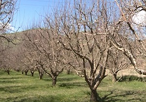 احتمال بروز خسارت سرمازدگی به برخی باغات در اردبیل