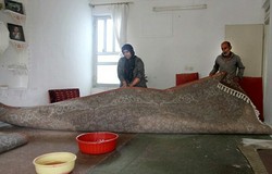 ۲۵ عملیات رفع آبگرفتگی منازل مسکونی و مغازه&zwnj;های تجاری انجام شد