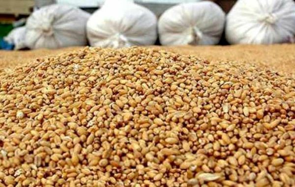 انبار ذرت دامی احتکار شده به ارزش ۱۰میلیارد تومان در نهاوند کشف شد