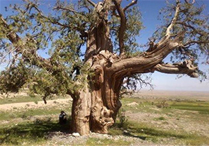 ۷ درخت کهنسال در نی‌ریز آسیب دیدند