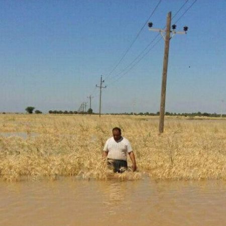 ۲۶۰ هزار هکتار اراضی گندم و جو دچار خسارت شدند/ بیش از یک هزار میلیارد تومان برآورد اولیه خسارت در بخش‌های کشاورزی