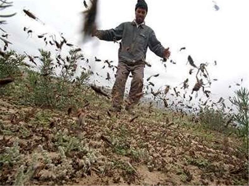 مبارزه با ملخ های صحرایی در استان های جنوبی در حال انجام است