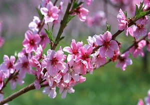 حاکمیت هوای بهاری تا هفته آینده در اردبیل