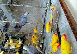 ۳۵۰ قطعه مرغ زنده فاقد مجوز در بوکان کشف و ضبط شد
